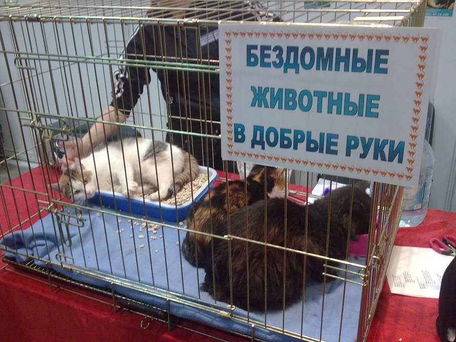 Магазин Кошка Пермь