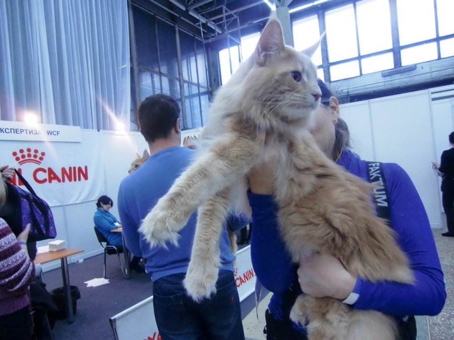 В Перми проходит выставка кошек