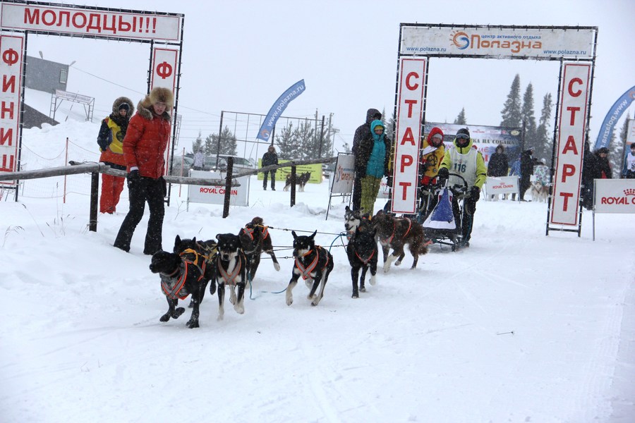 Прошел чемпионат Пермского края по гонкам на собаках
