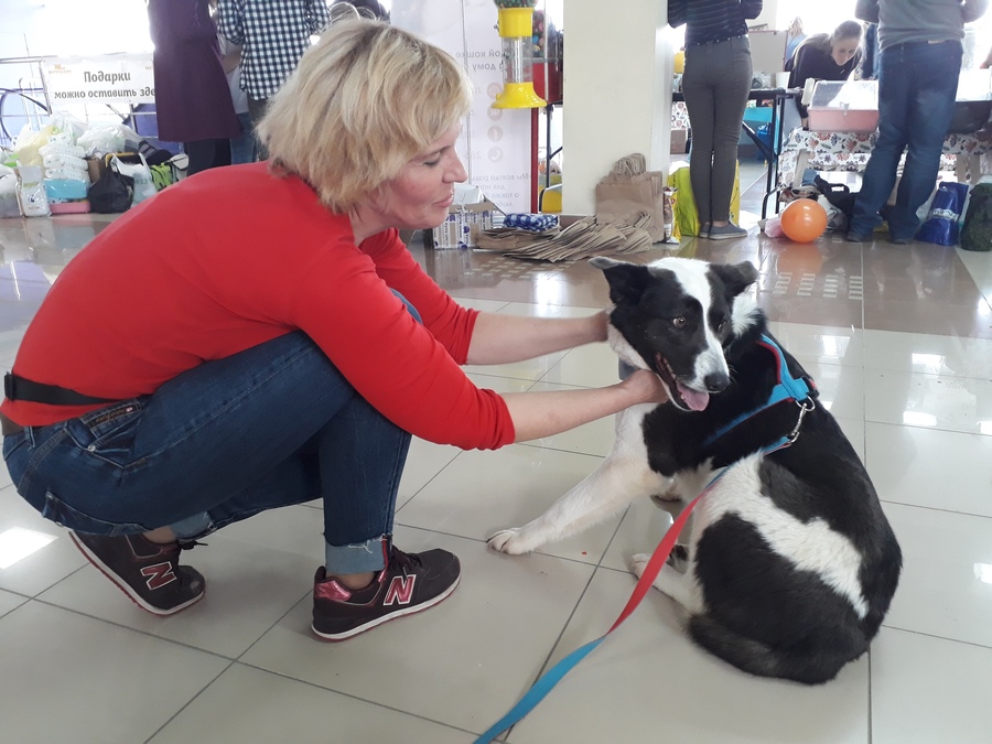 На фестивале в Перми раздавали собак, кошек и лабораторных хомяков - фото 6